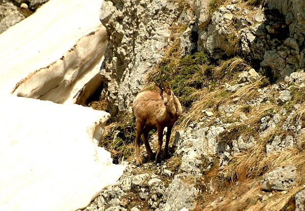 Camoscio d''Abruzzo Rupicapra pyrenaica ornata